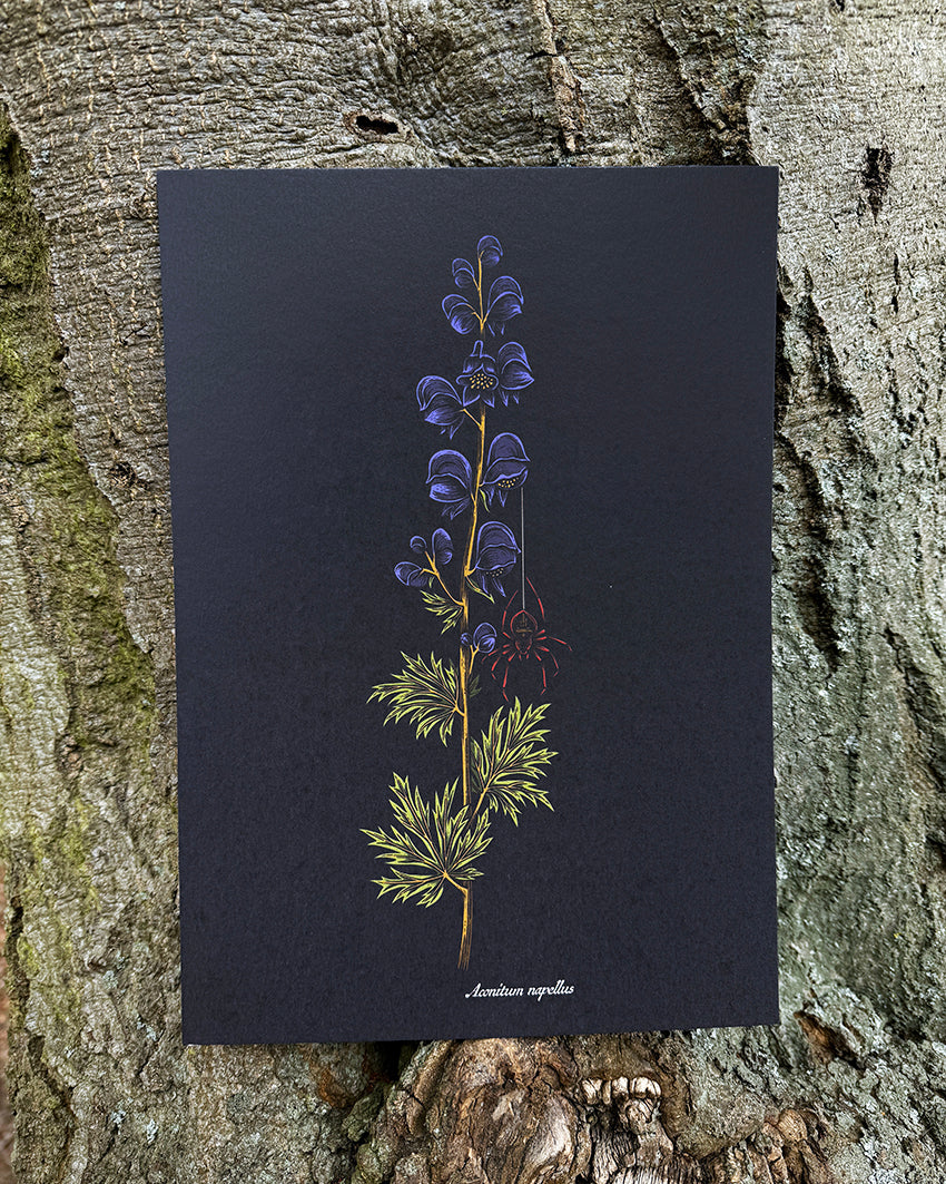 Aconitum Napellus