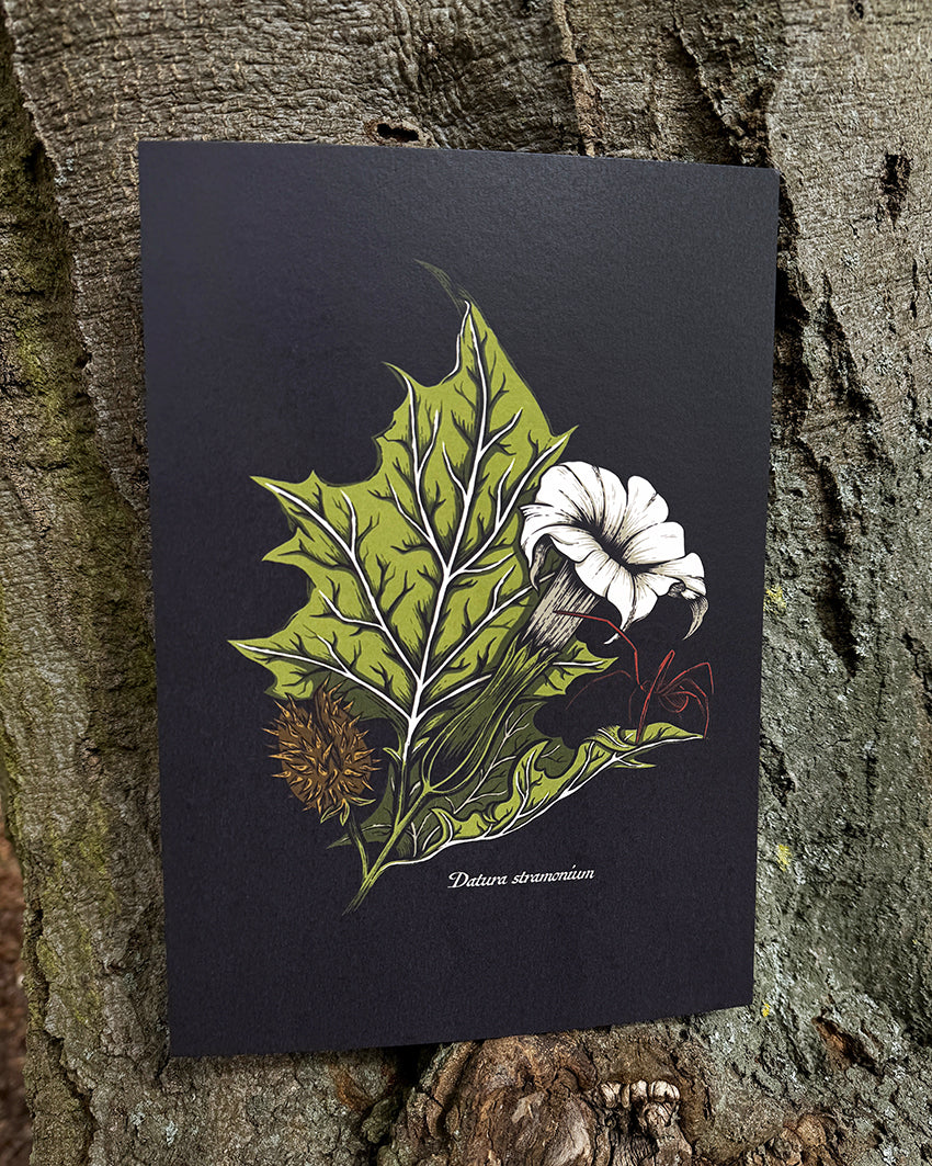 Datura Stramonium